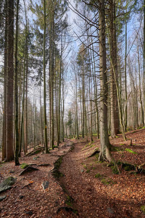 Gemeinde Sankt_Oswald-Riedlhütte Landkreis Freyung-Grafenau Großer Rachel Wanderweg (Dirschl Johann) Deutschland FRG